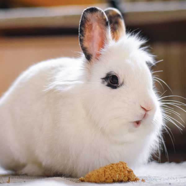 cara memberi makan kelinci dengan pelet
