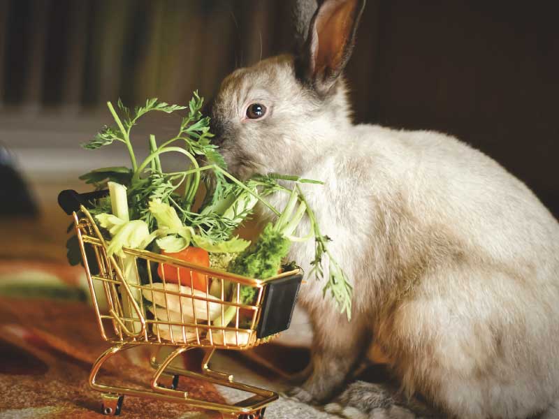 cara memberi makan kelinci dengan pelet