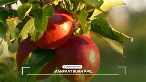 Manfaat Buah Apel