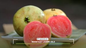 Manfaat Jambu Biji