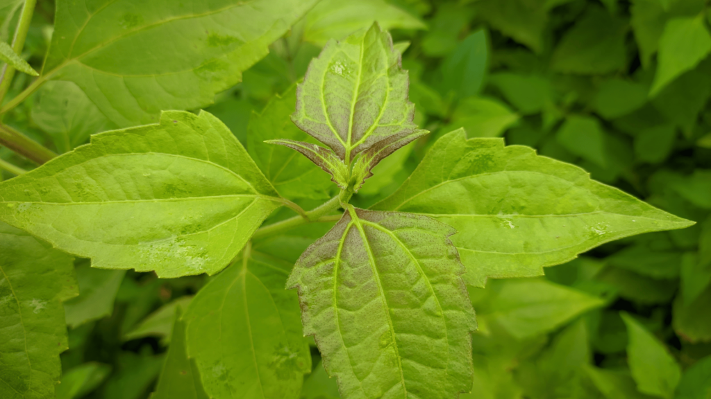 manfaat daun balakacida untuk asam lambung