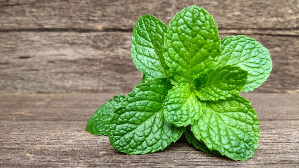 manfaat daun mint untuk kesehatan