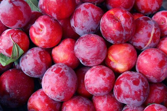 Manfaat buah plum merah